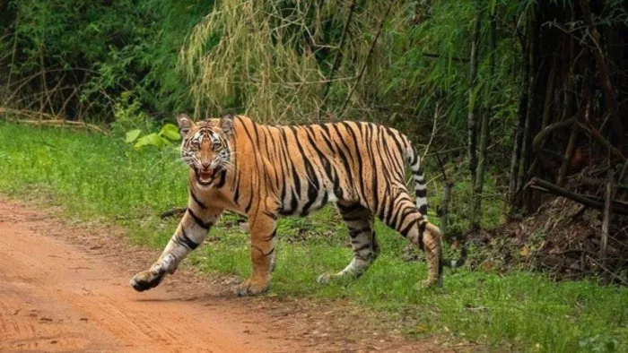 झाबुआ में पहली बार कैमरे में कैद सरिस्का का बाघ, एक दर्जन से ज्यादा गांवों में दहशत का माहौल