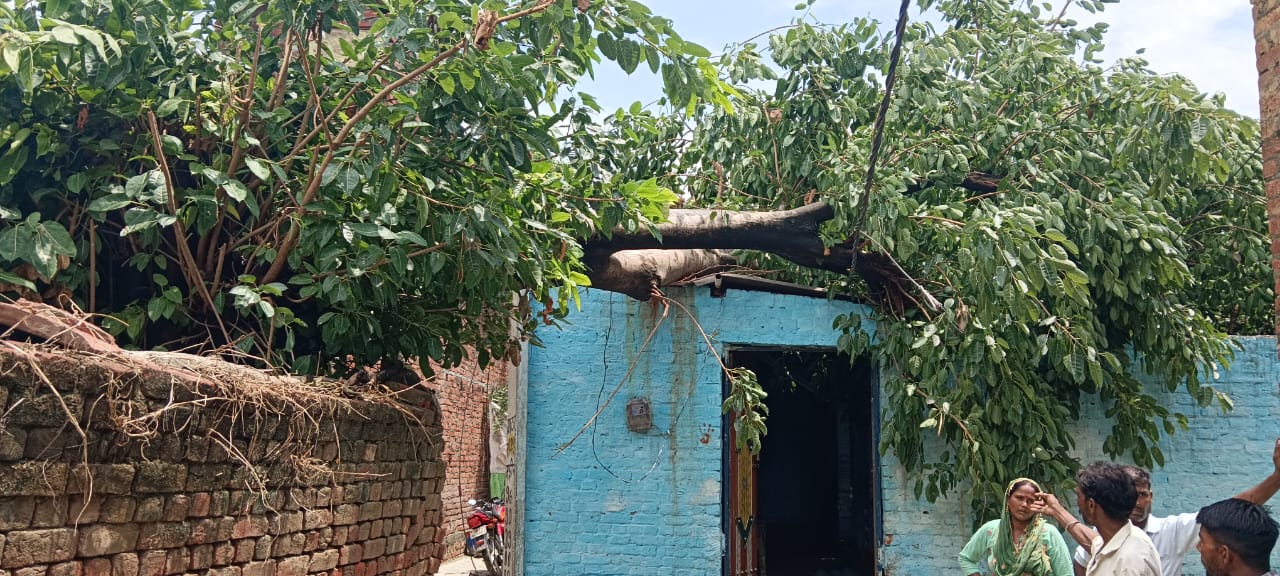 गांव कुर्ता में पकड़ के पेड़ गिरने से छत हुई क्षतिग्रस्त गांव कुर्ता में पकड़ के पेड़ गिरने से छत हुई क्षतिग्रस्त