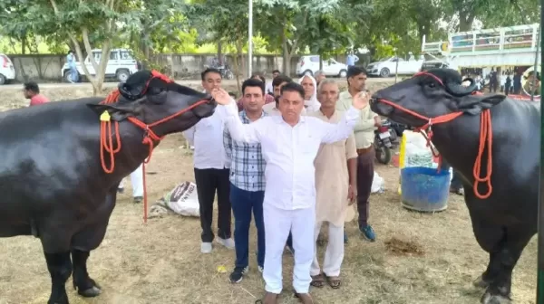   इतने करोड़ में तो मर्सिडीज और फरारी आ जाती... 'विधायक' भैंसा बना चैंपियन, आखिर ऐसा क्या है इसमें खास?