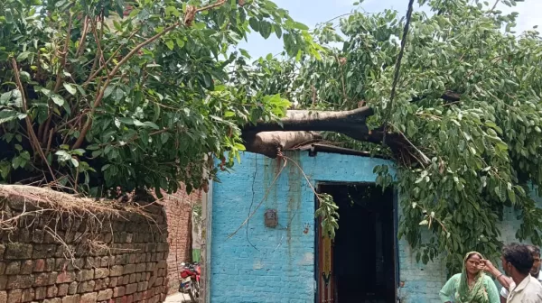 गांव कुर्ता में पकड़ के पेड़ गिरने से छत हुई क्षतिग्रस्त